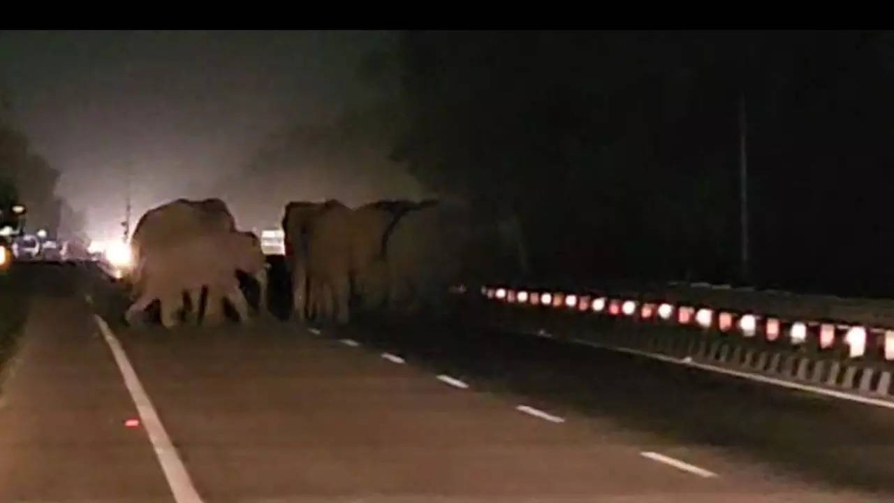 Elephant on highway