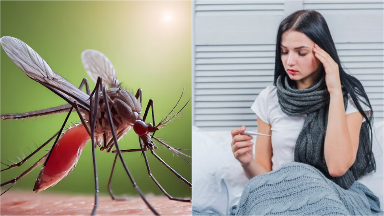 Home Remedies For Dengue Fever For Faster Recovery In Hindi