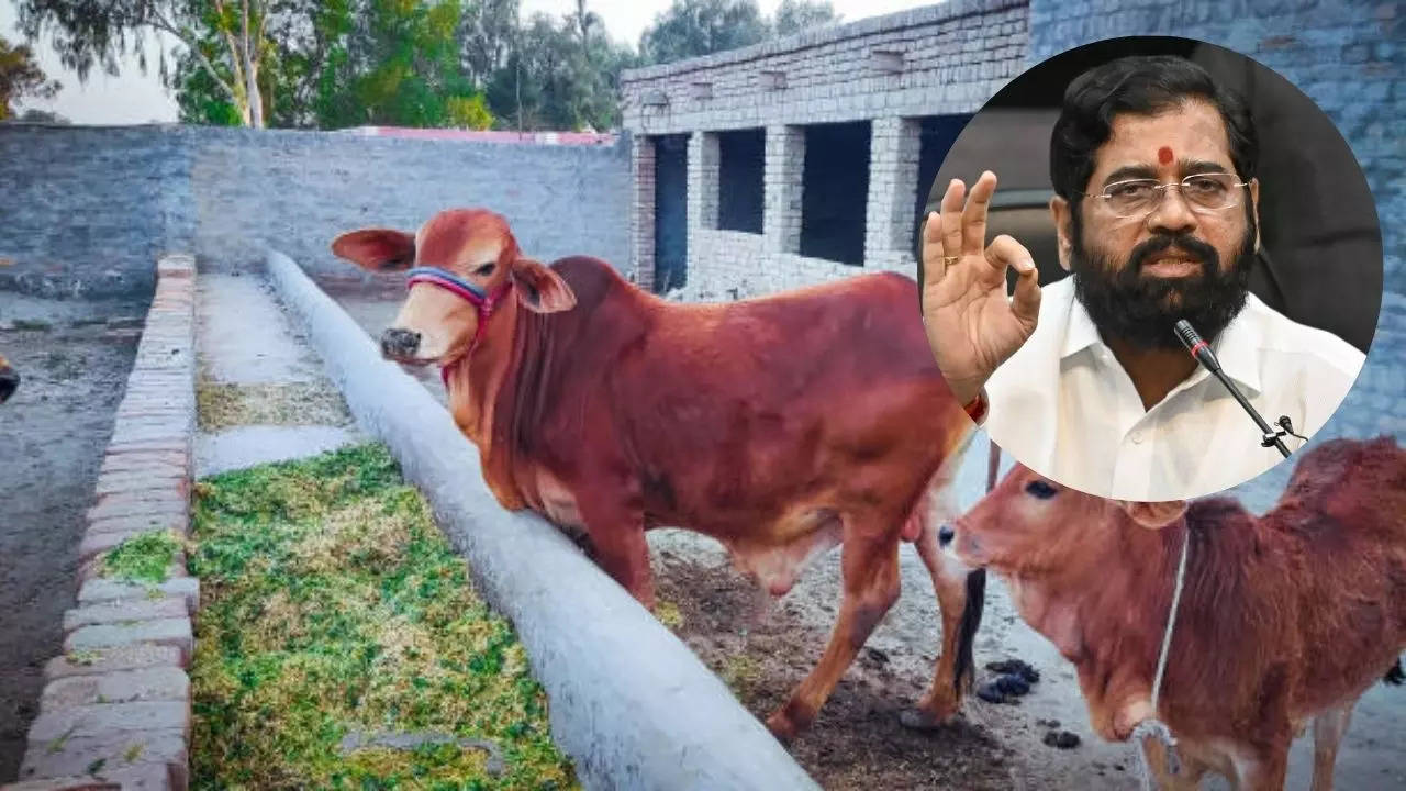 cow given the status of Gaumata