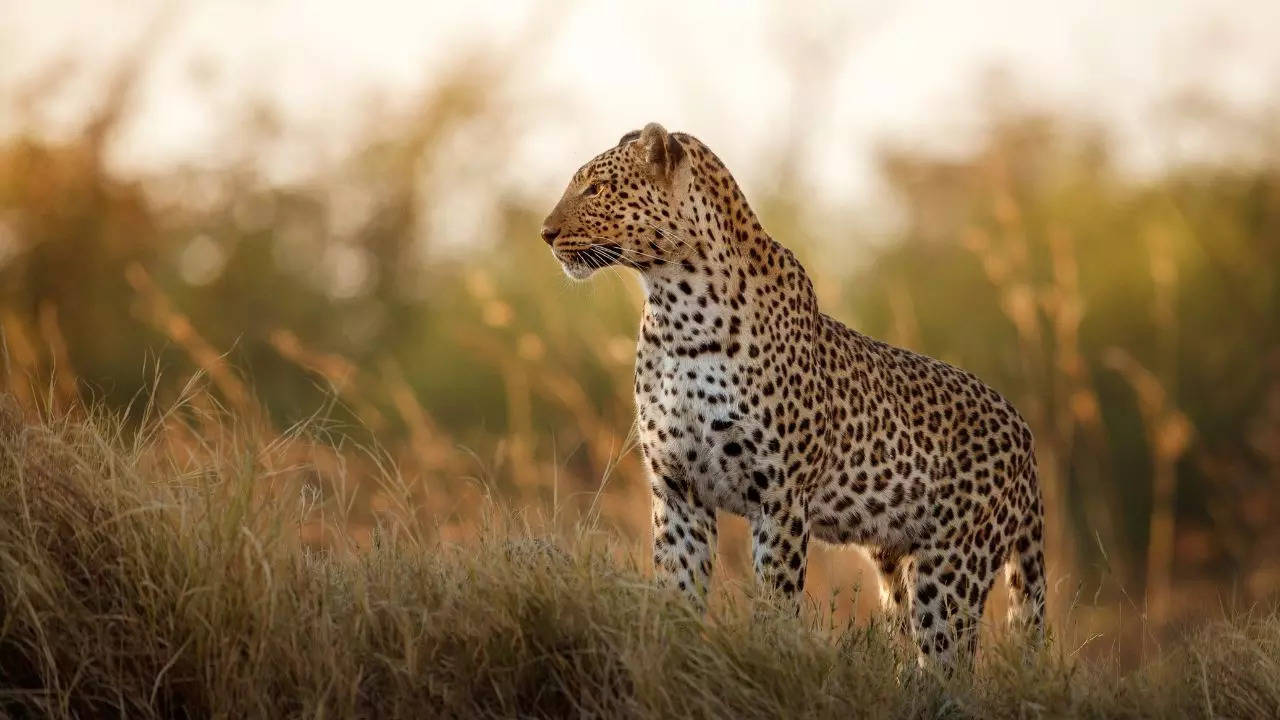 Udaipur Leopard Attack