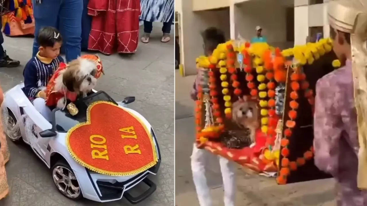 dog wedding