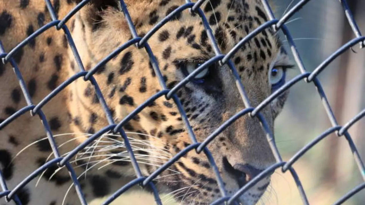 leopard in cage