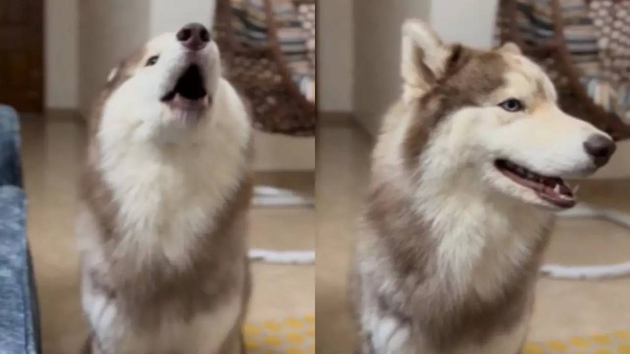 Dog Says Ram Ram Viral Video