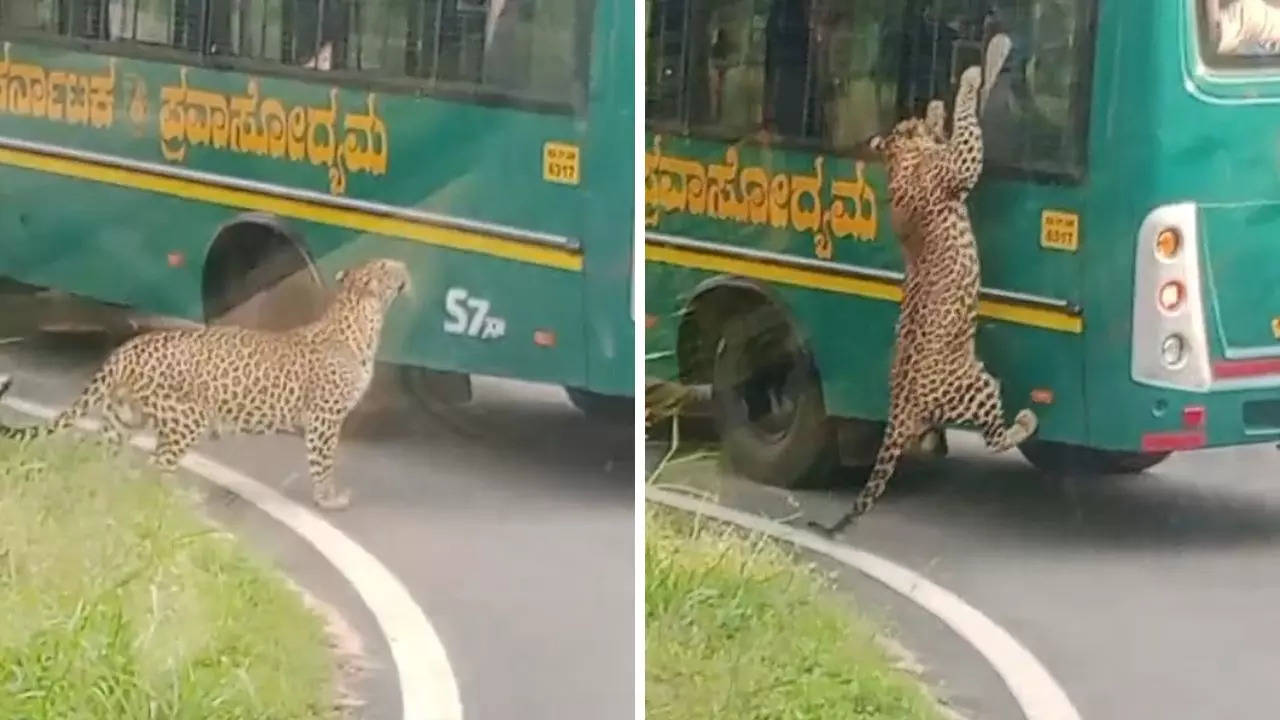 Bengaluru Safari