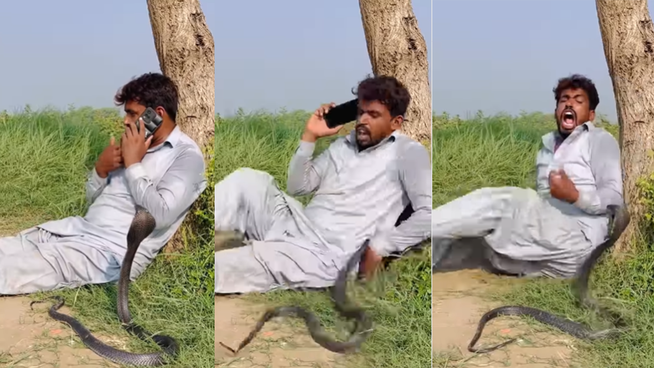 Snake Attack Video