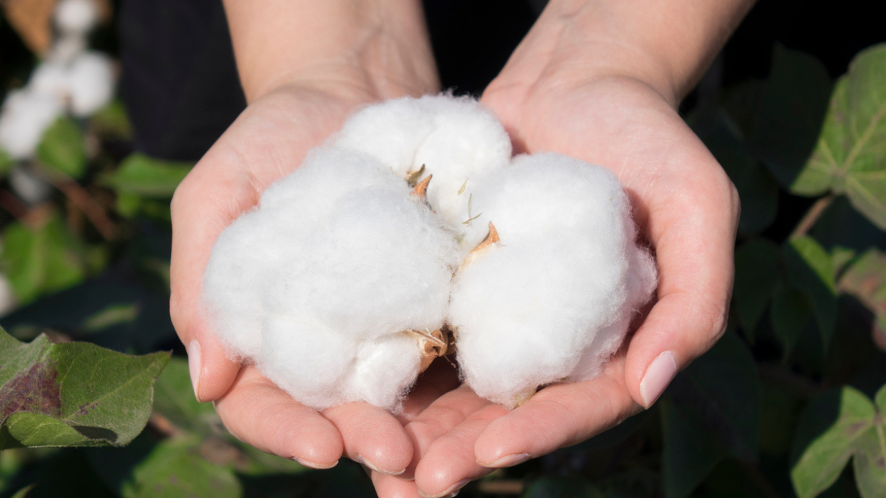 cotton production