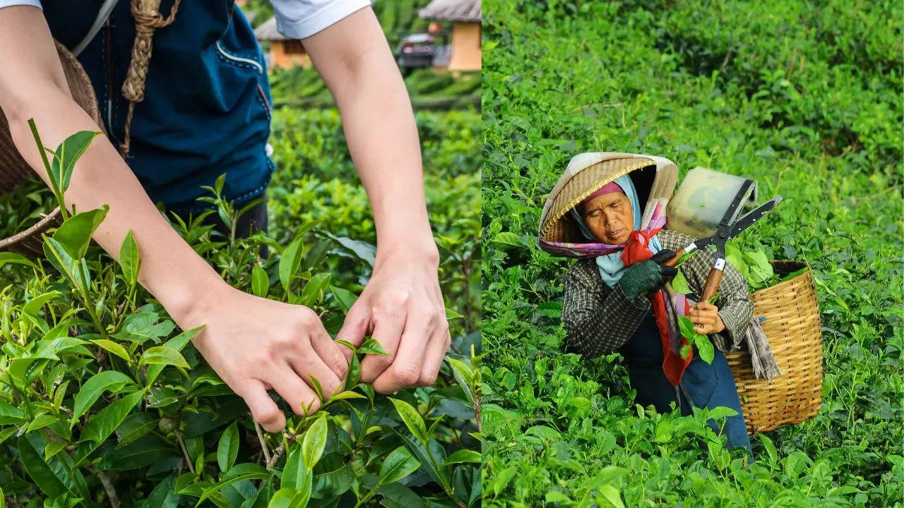 Tea cultivation, subsidy for tea cultivation