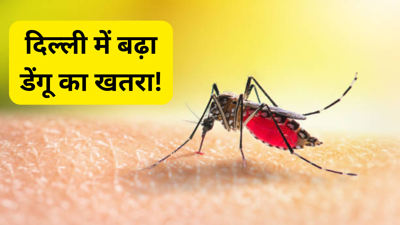 dengue cases in delhi