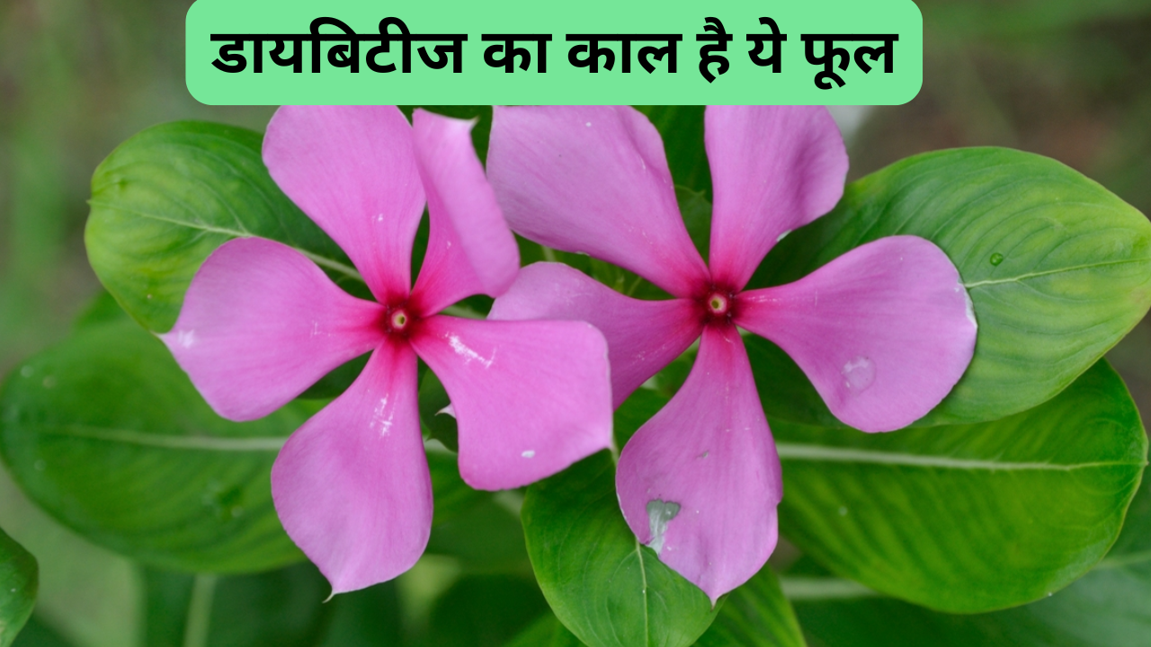 sadabahar flower for diabetes