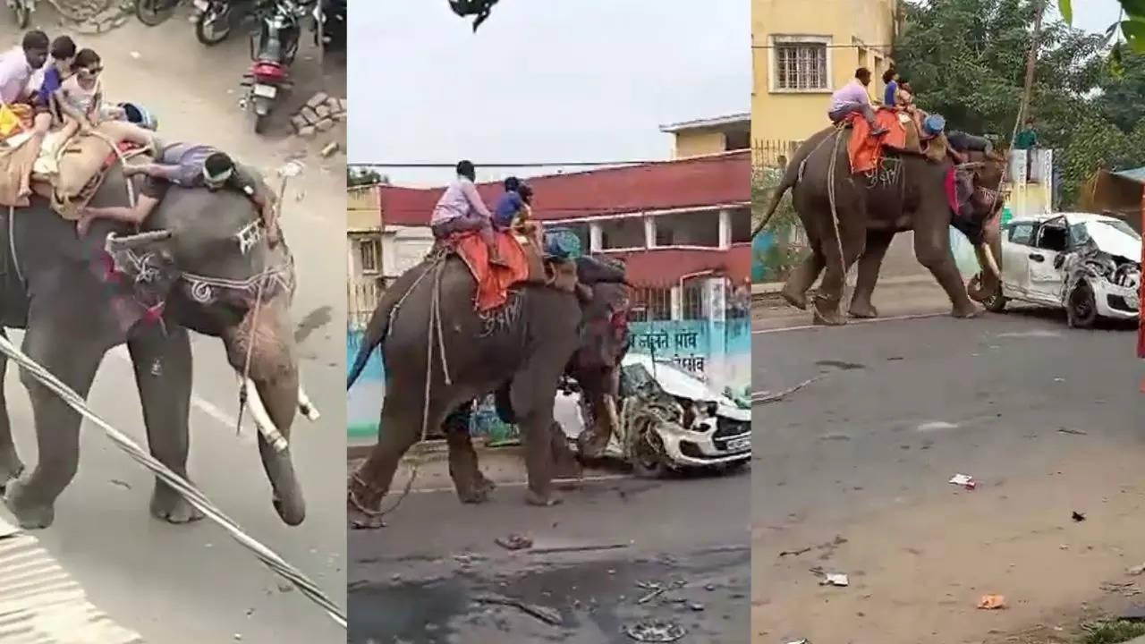 chhapra elephant video news