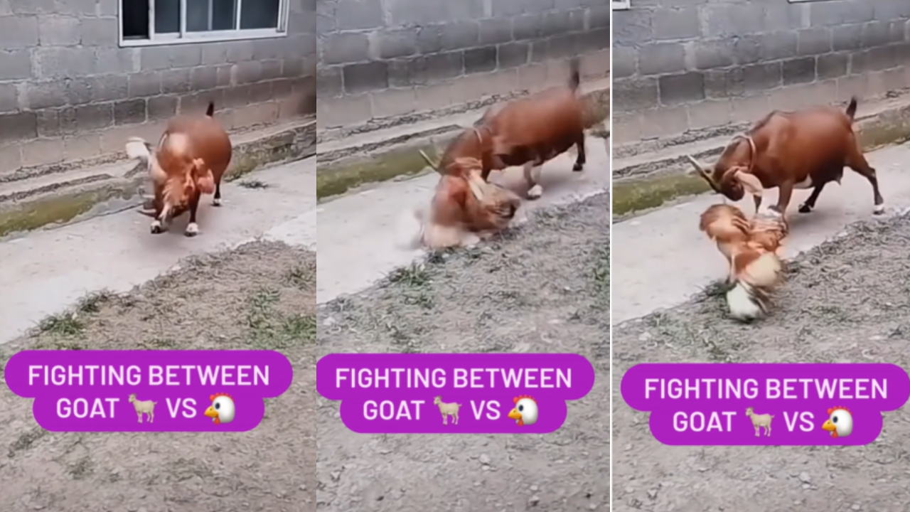 Goat Chicken Fight Video