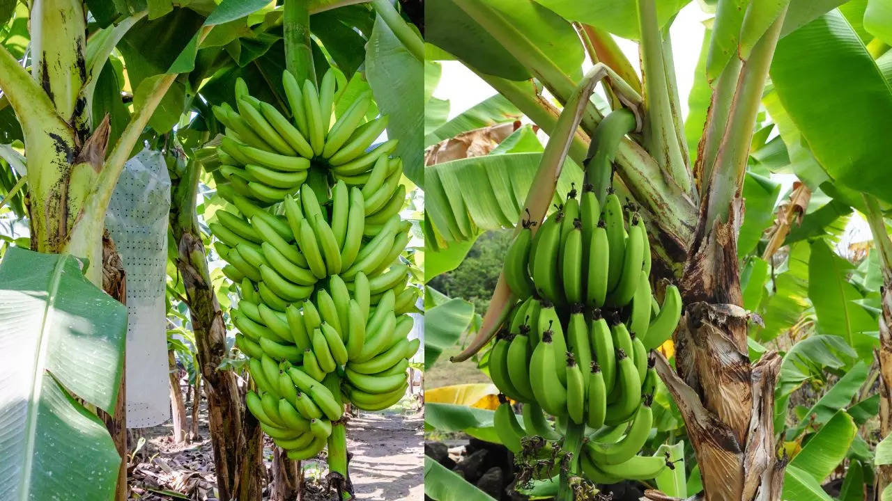 Banana cultivation, Banana farming