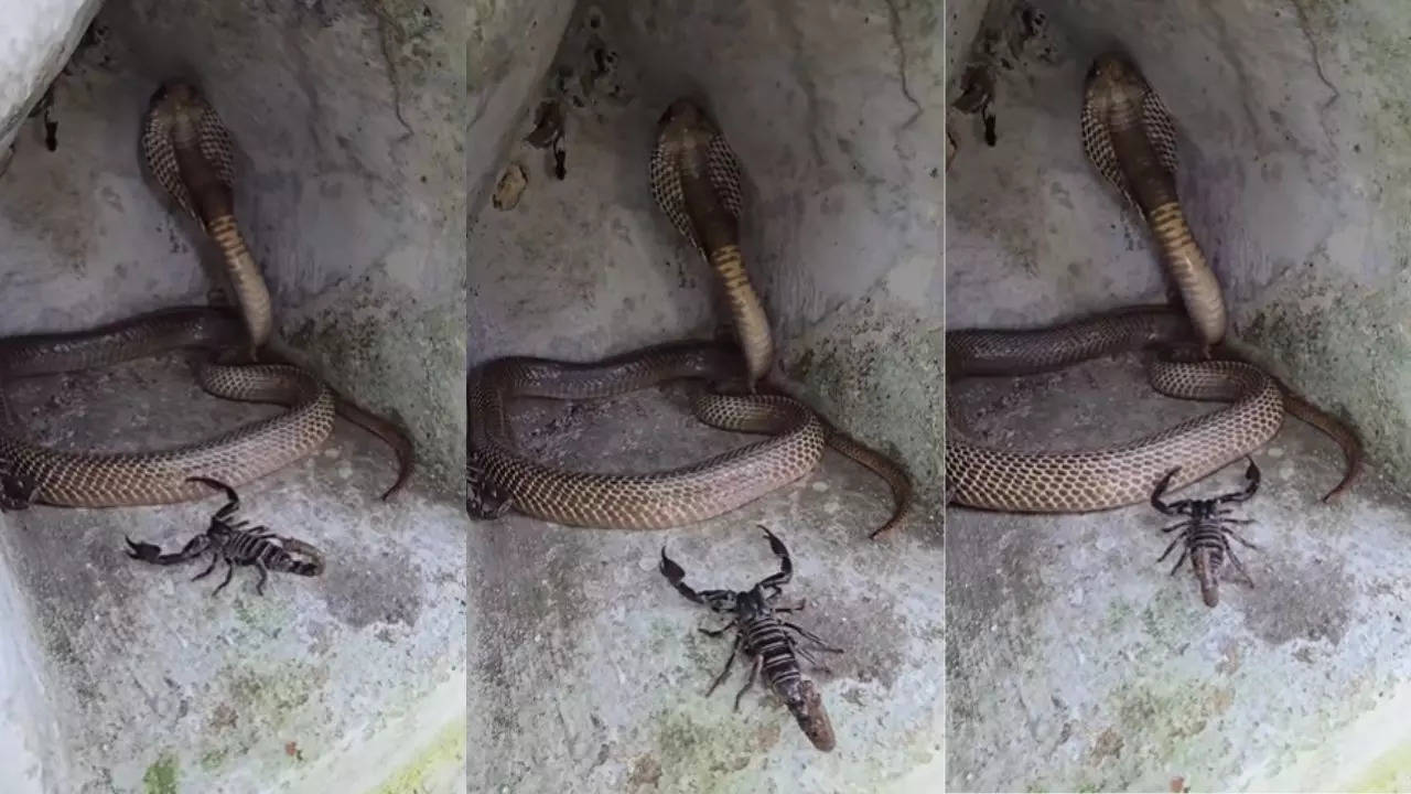 Scorpion And Snake Fight Video