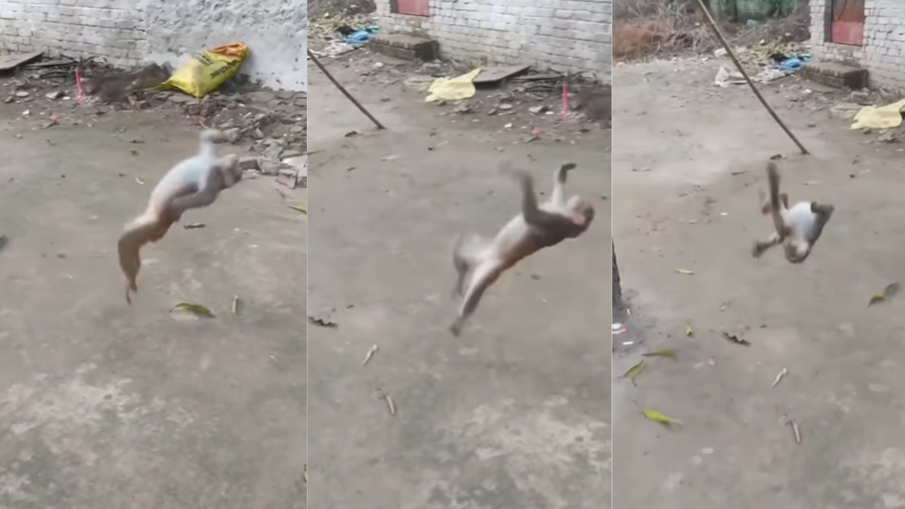 Monkey Back Flip Video