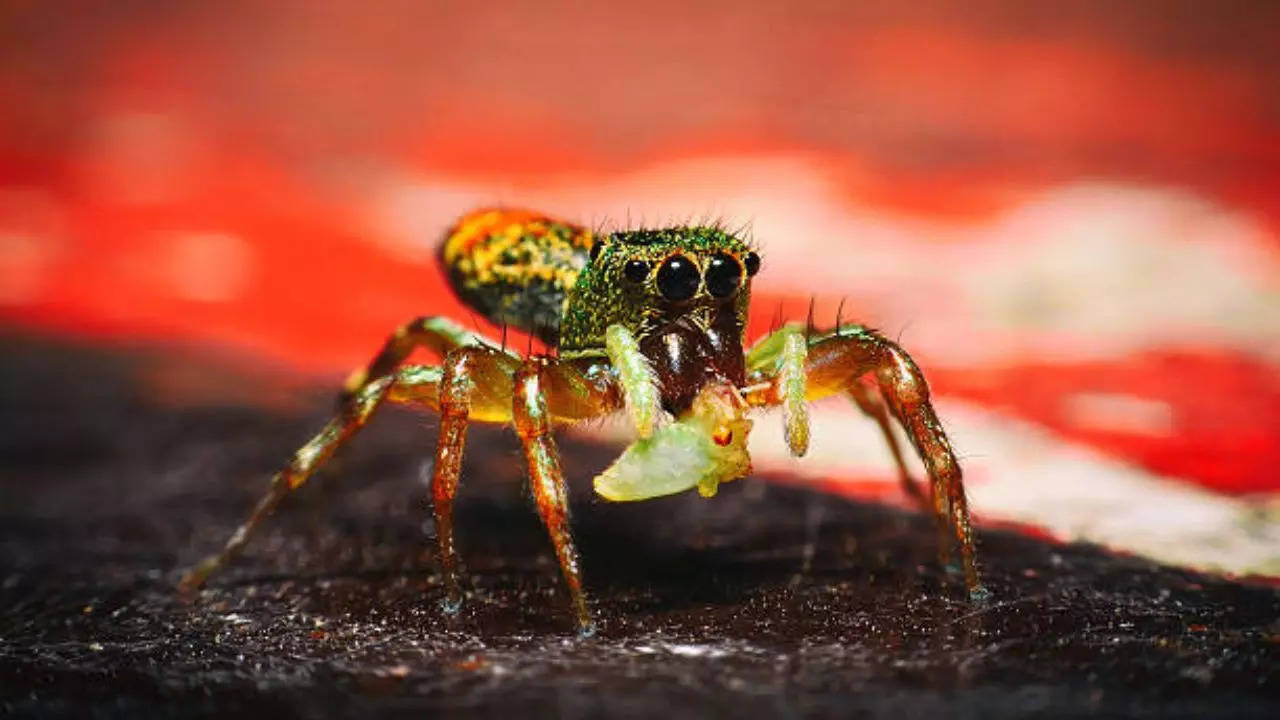 peacock spider