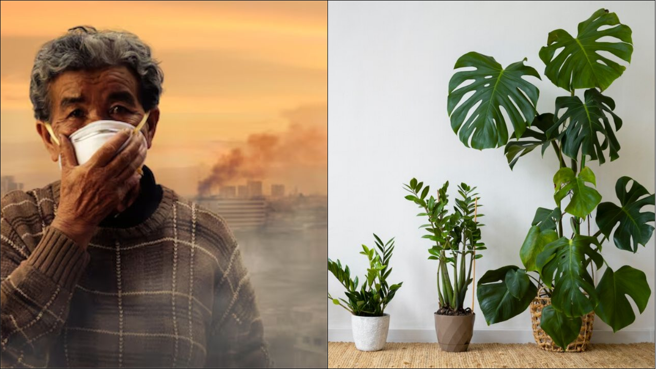 Best Plants To Reduce Air Pollution In Hindi