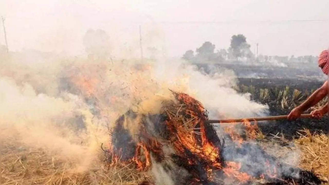 haryana stubble burn