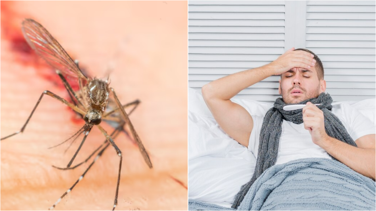 What Is Dengue NS1 Positive Mean