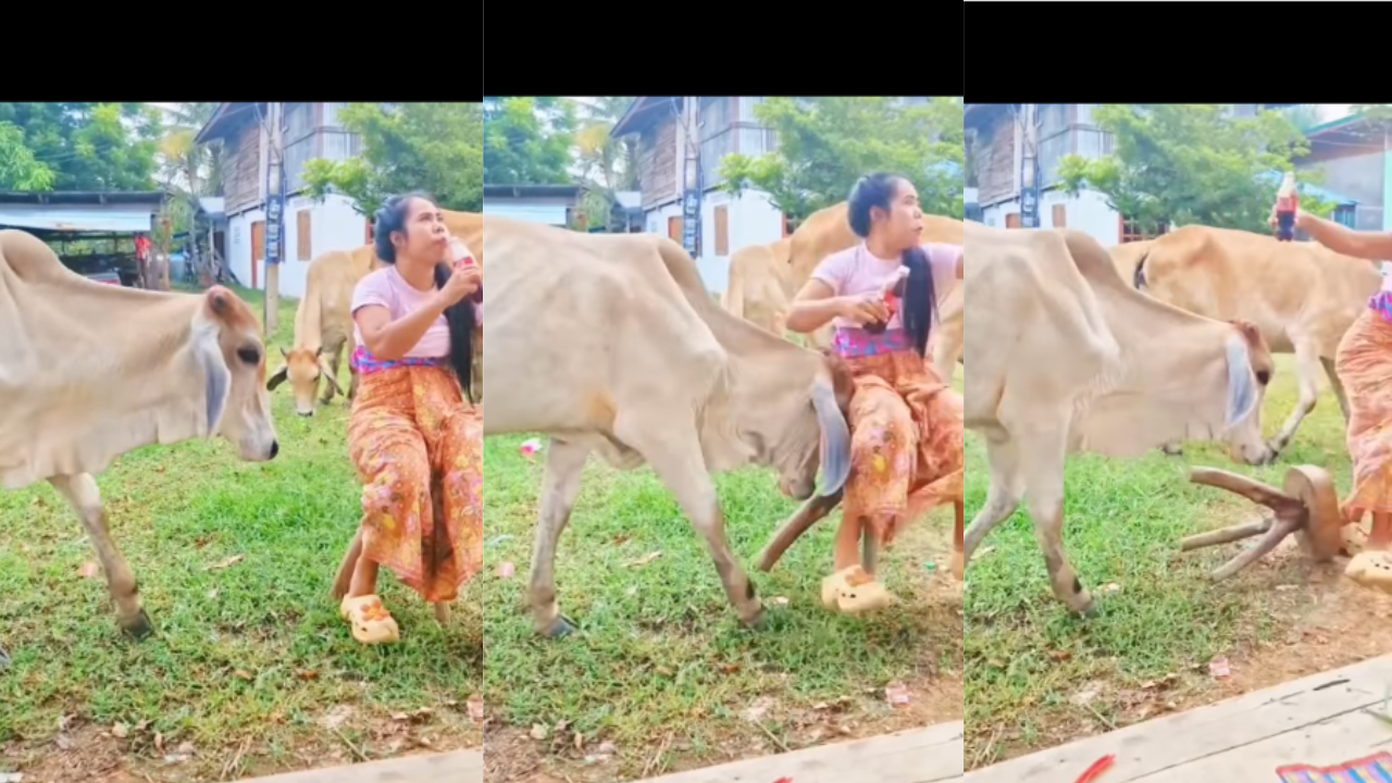 Cow Attack Video