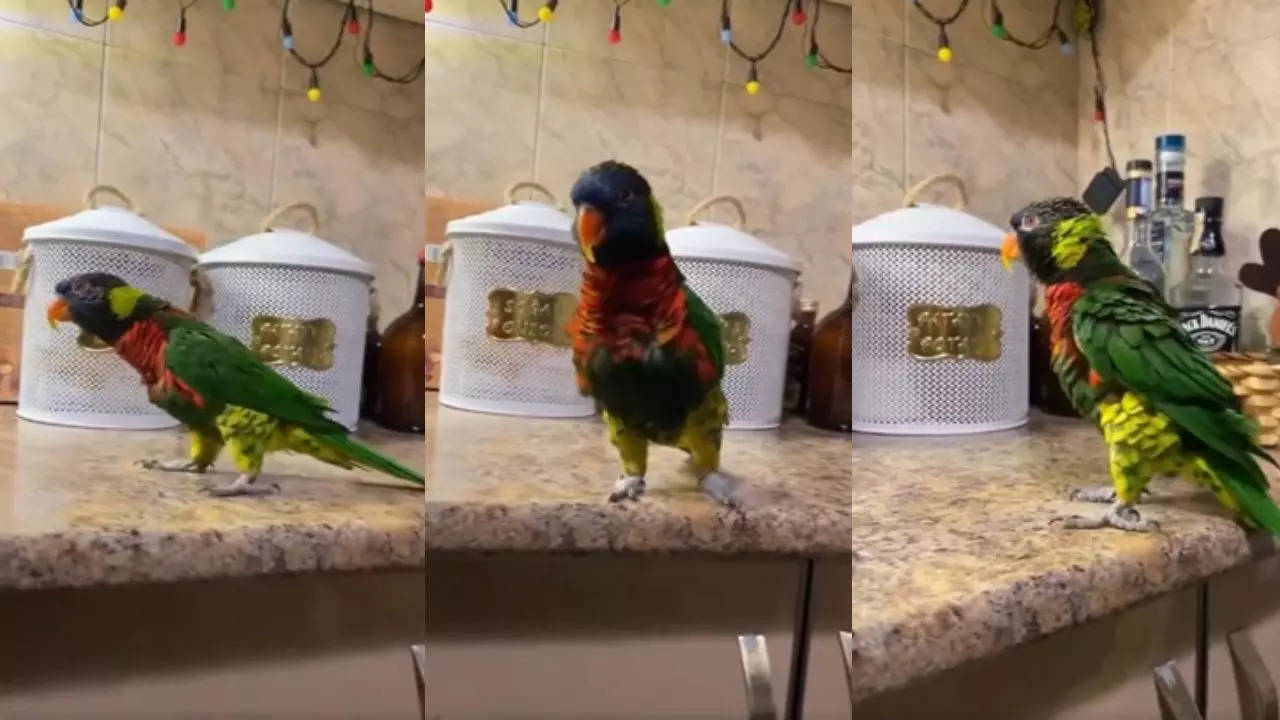 parrot michael jackson