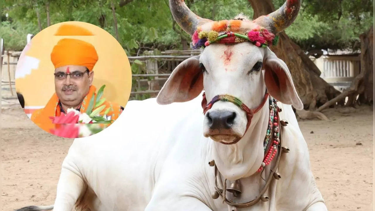 rajasthan cow