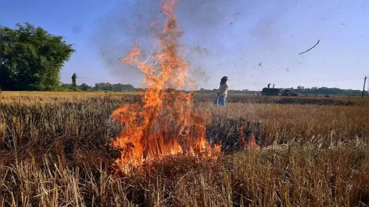 stubble burning haryana