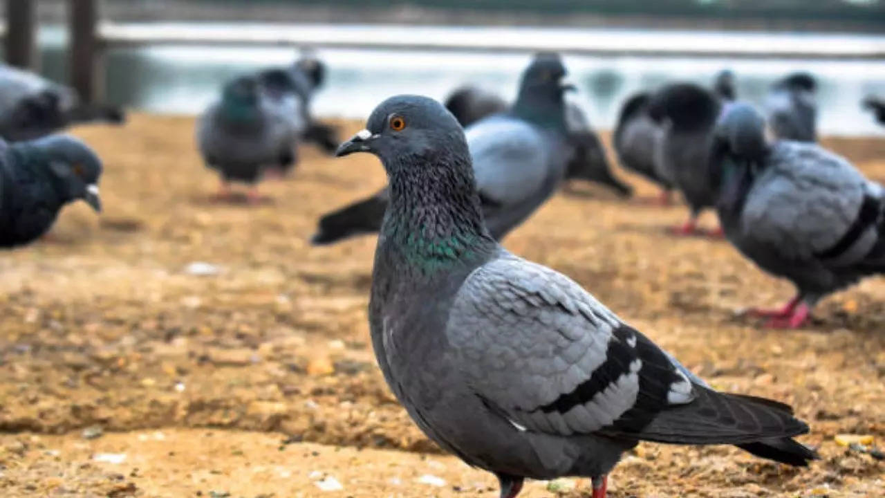 pigeon