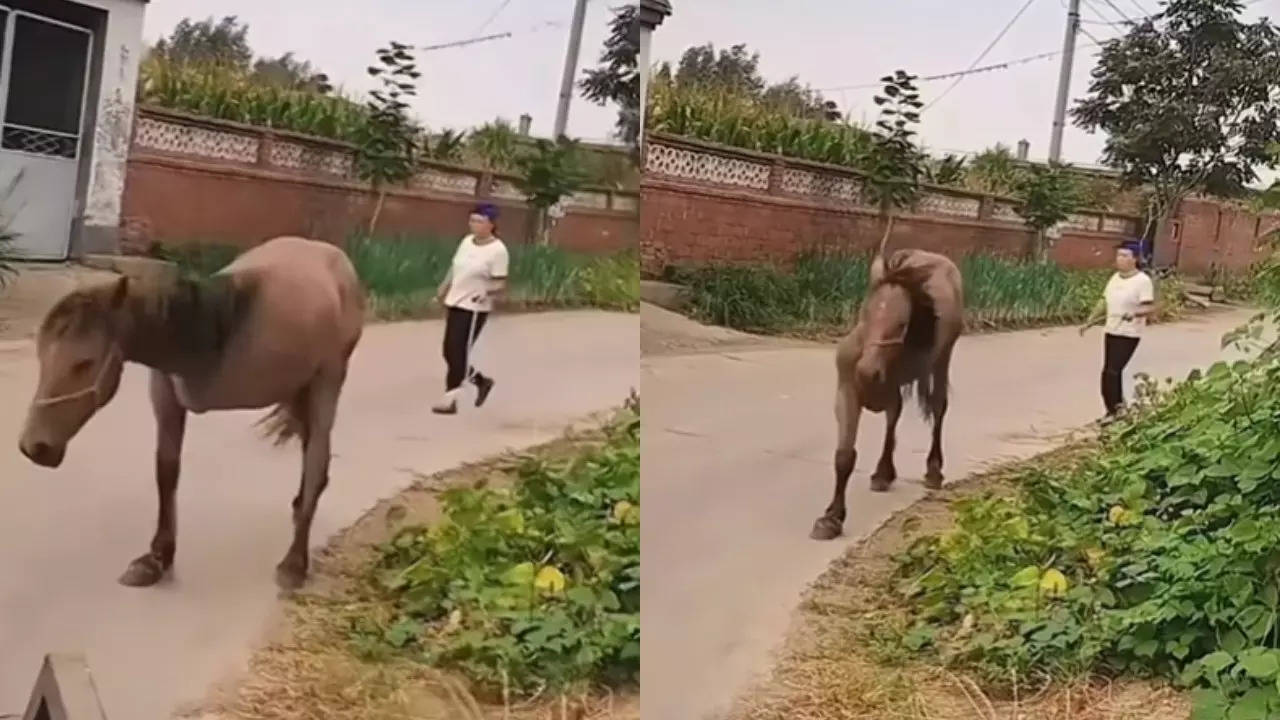 Horse Video