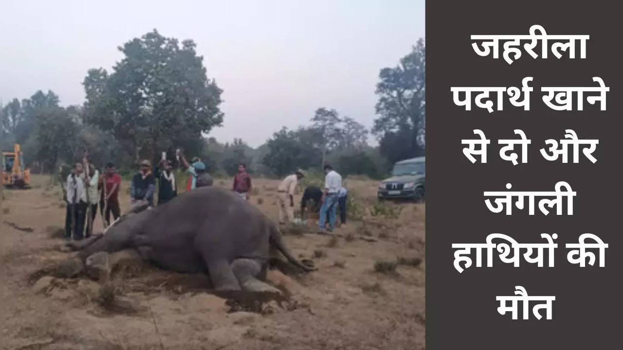 banhavgarh wild elephant death