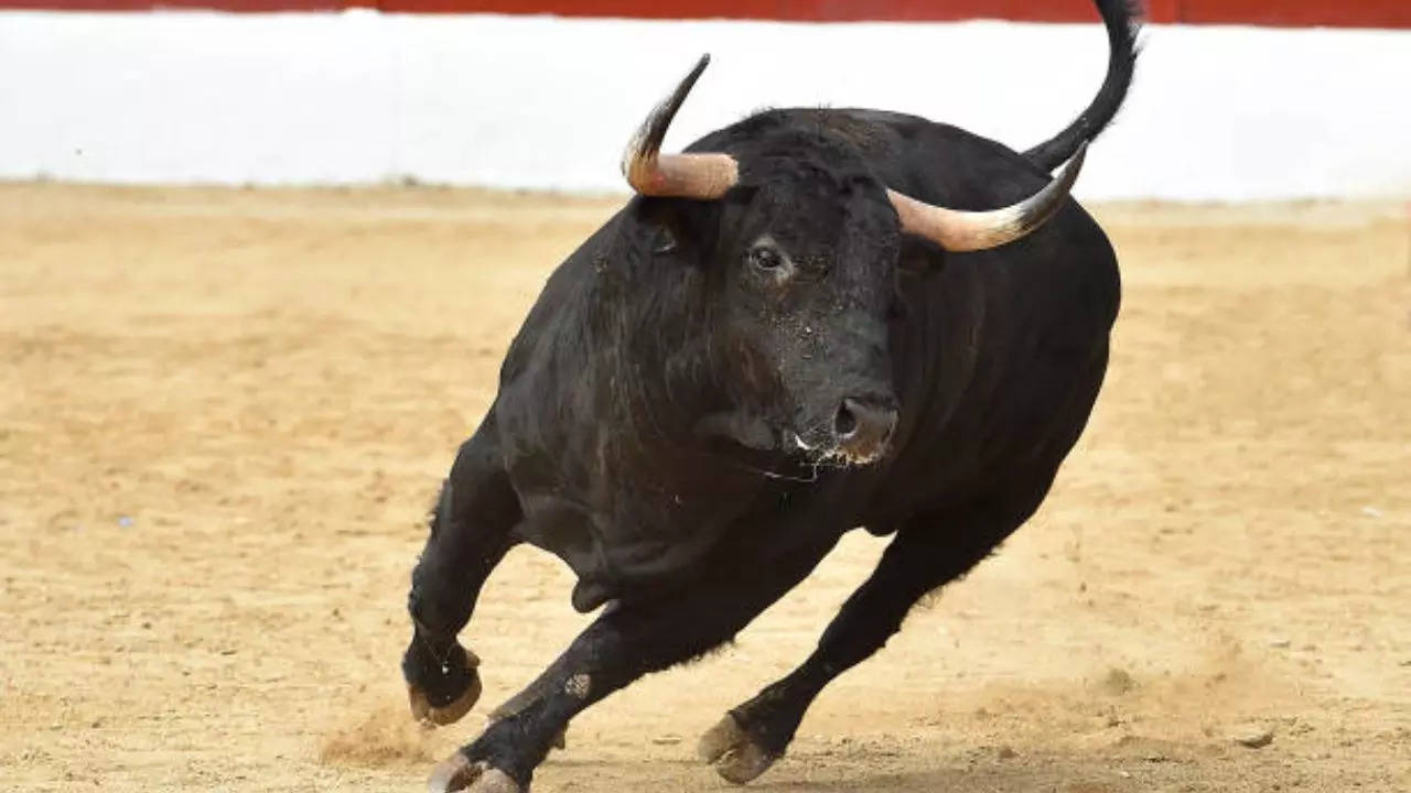 stray bull attack