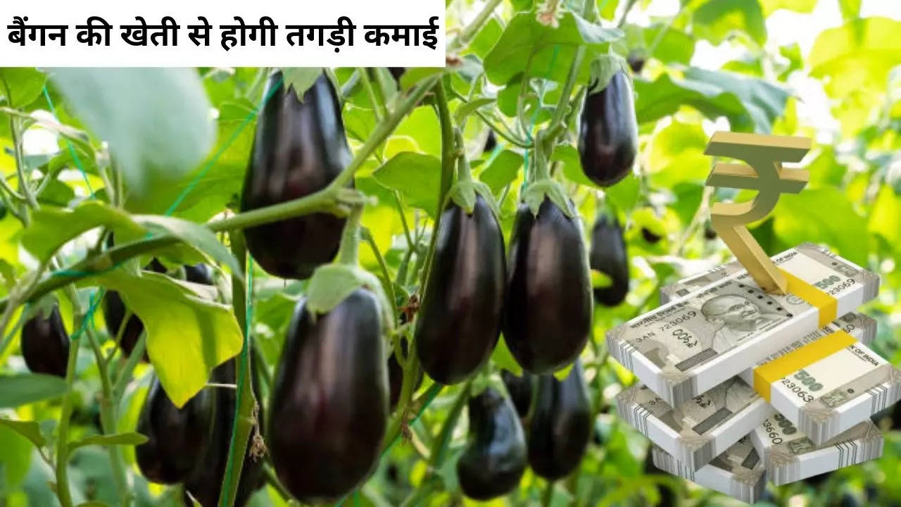 Brinjal Farming Business