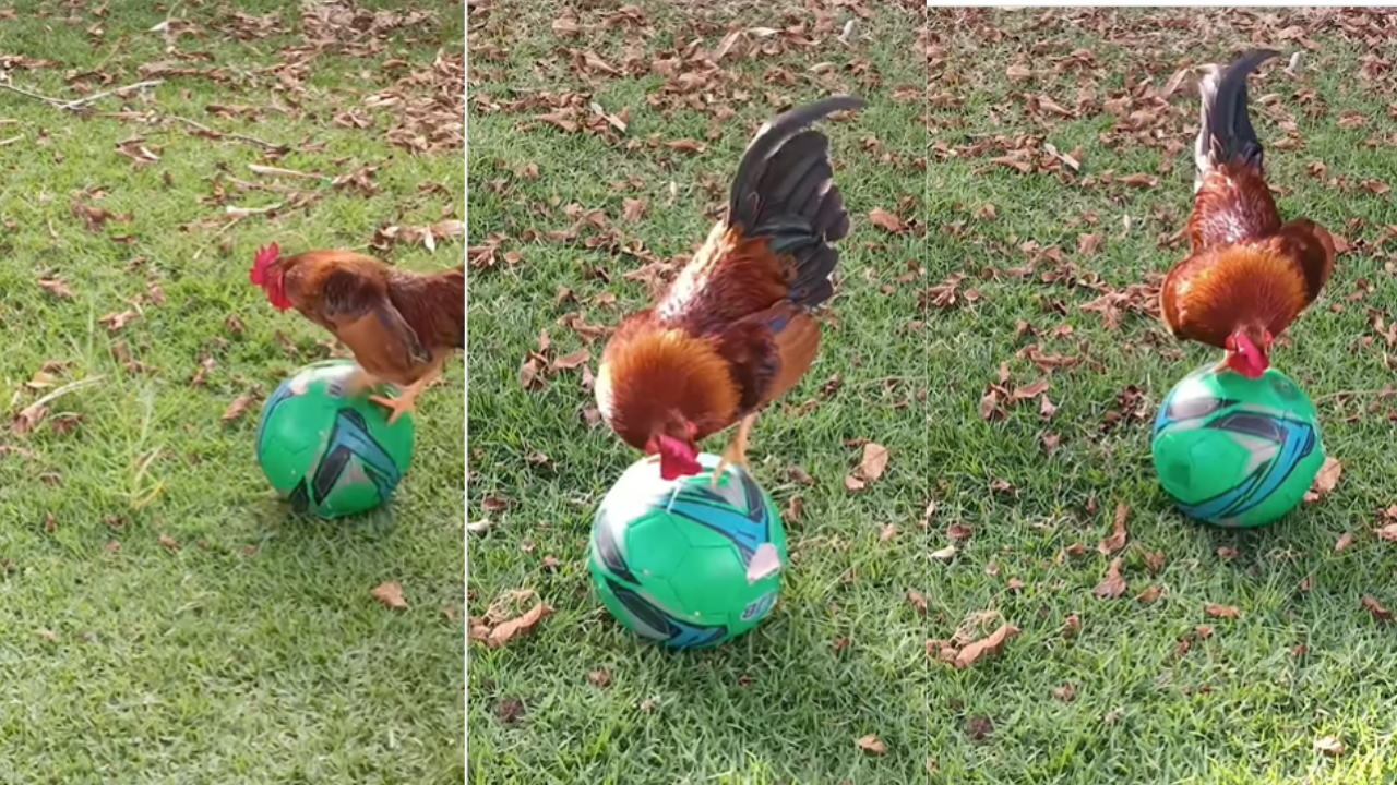 Chicken Playing Football