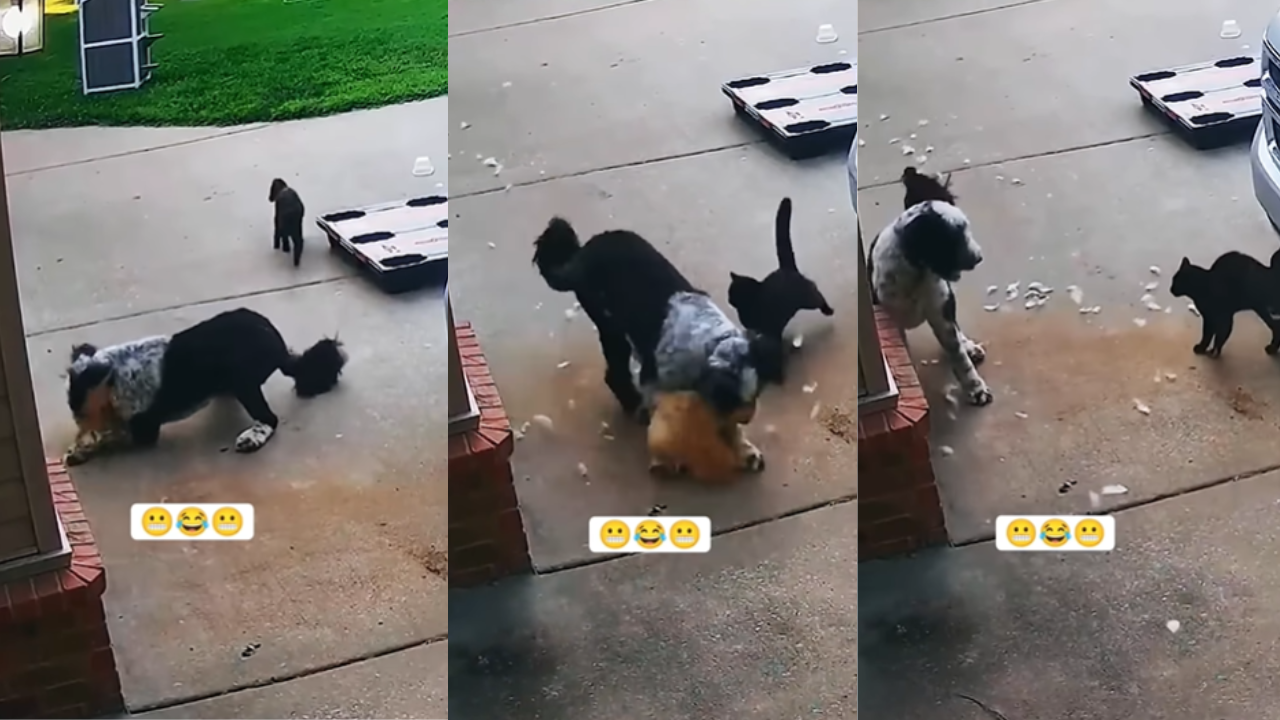 Dog Hen and Cat Fight Video