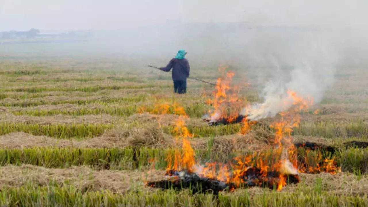 stubble burning