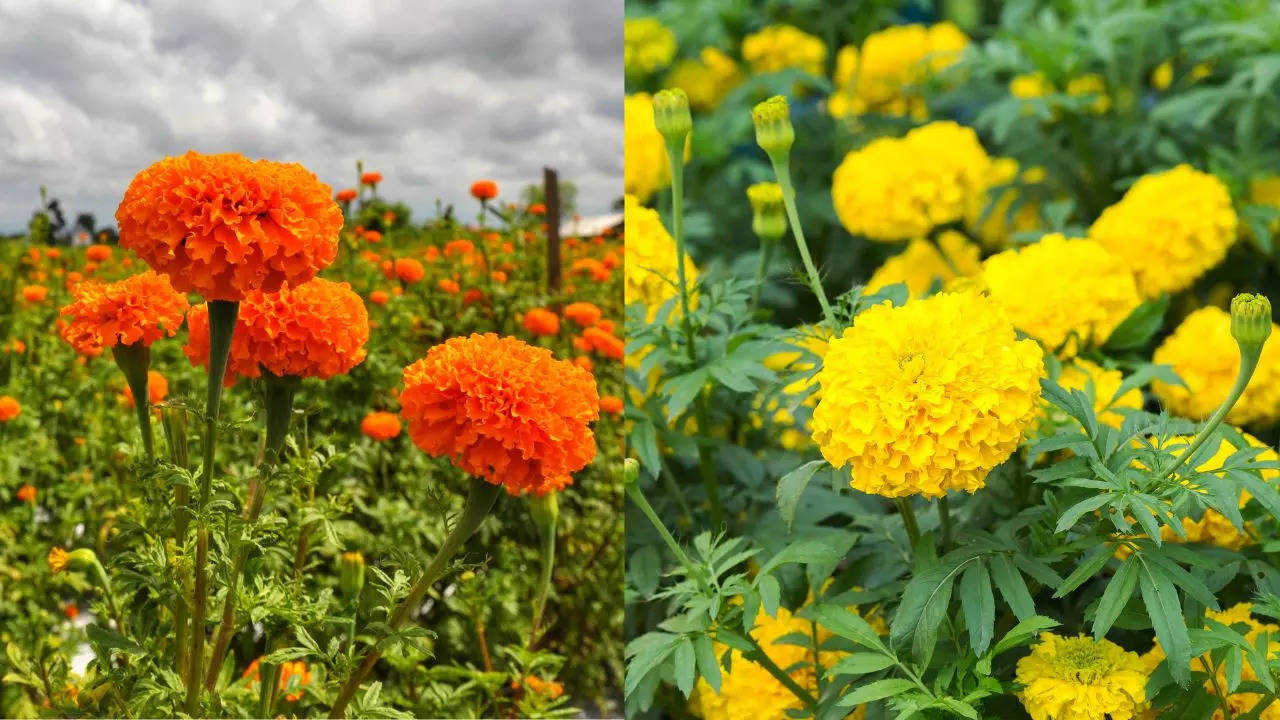 Marigold Cultivation Subsidy