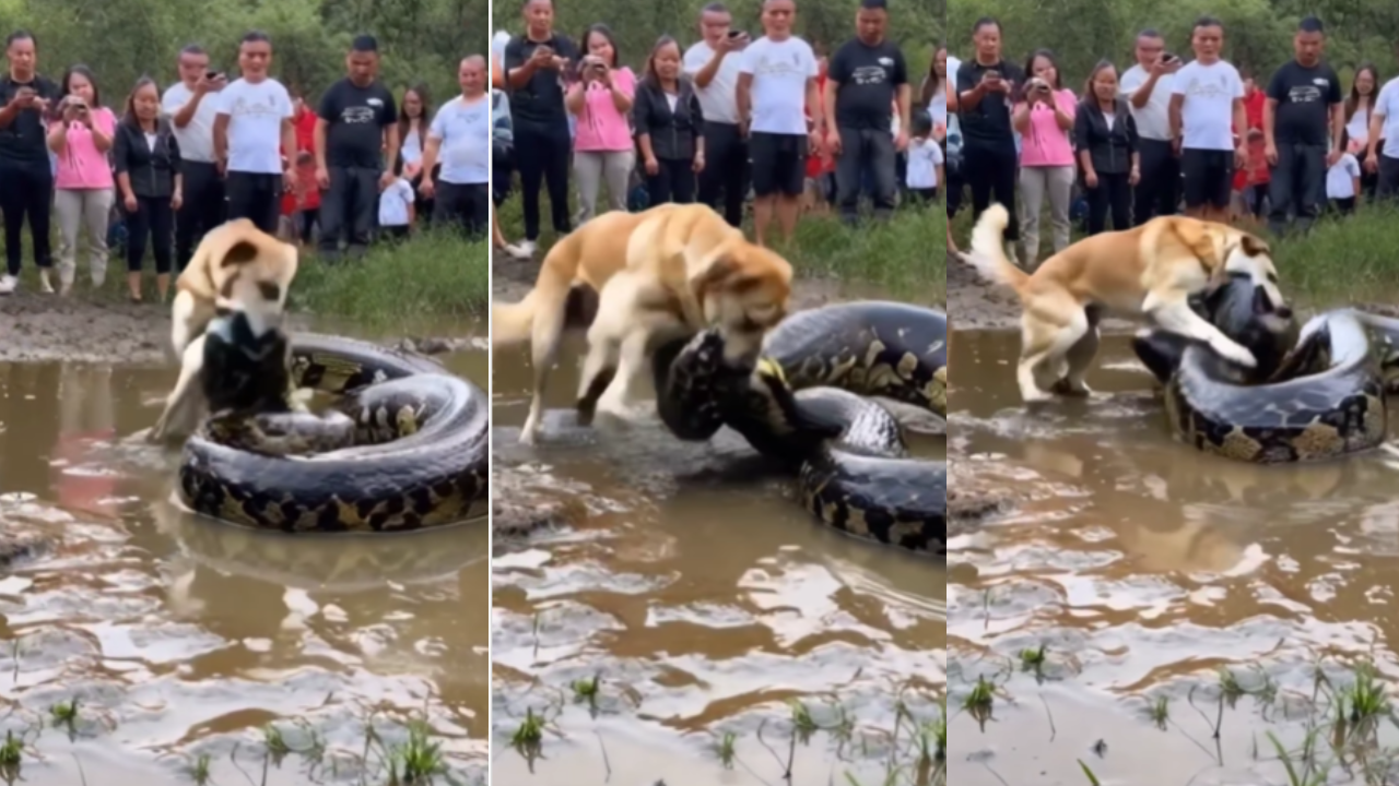 Fight Between Python and Dog