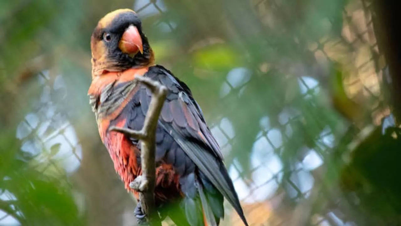 dusky lory parrot