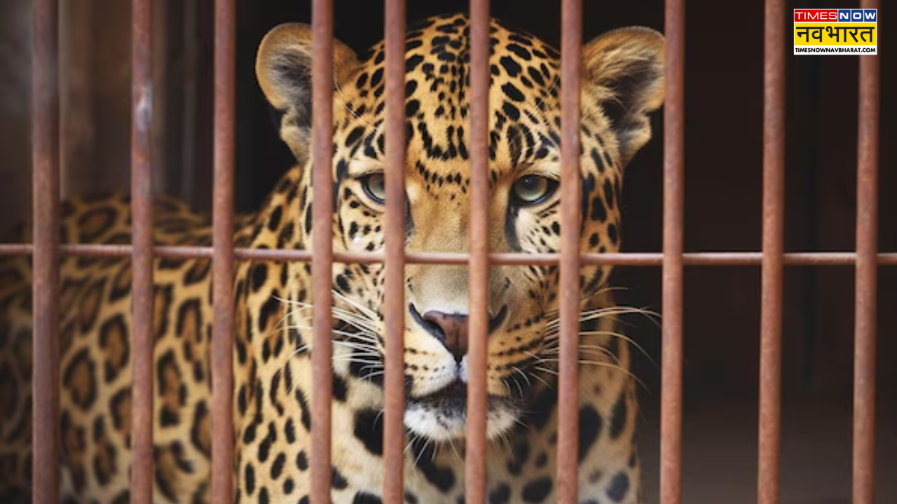 leopard life imprisonment sentenced