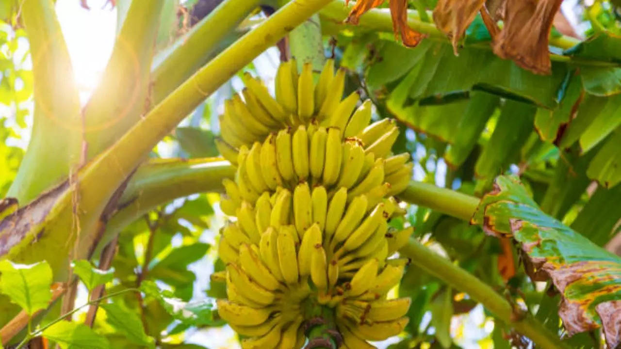 Banana Farming