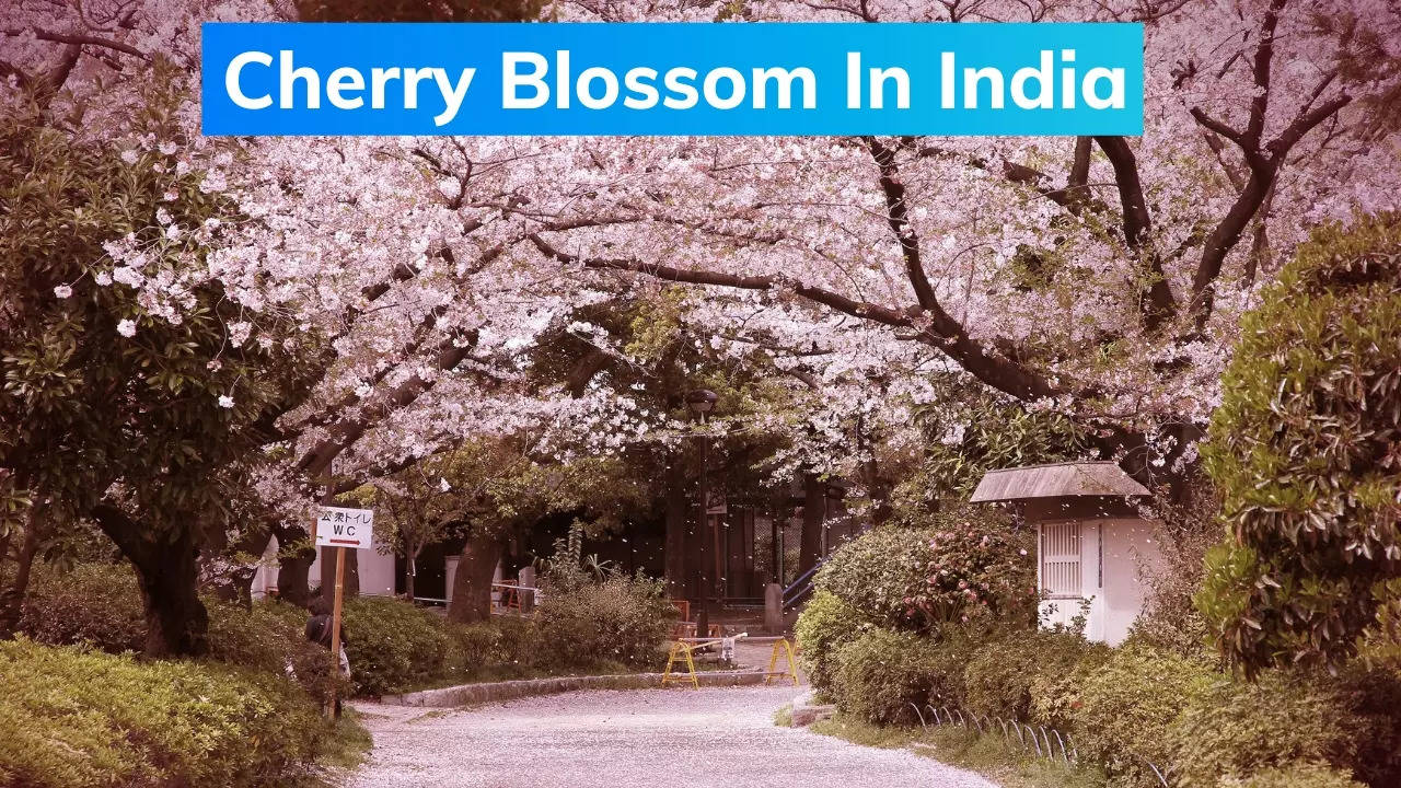 cherry blossom in india