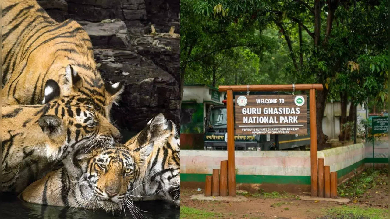 Guru Ghasidas-Tamorpingla Tiger Reserve