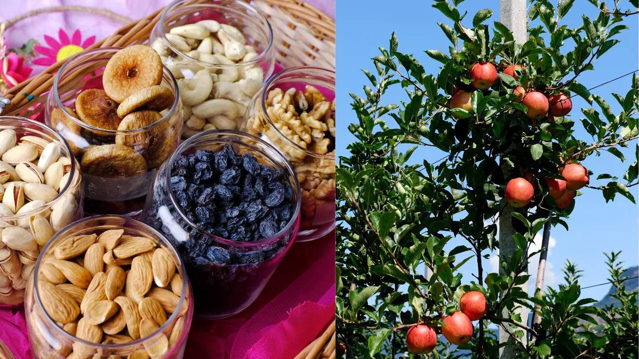 Kinnauri dry fruit production, apple cultivation, almond production, apricot production