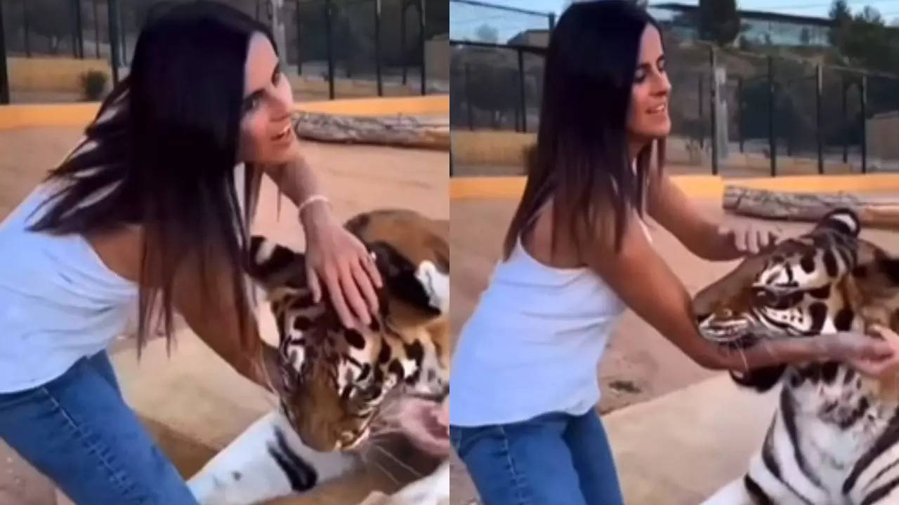 Tiger Attack On A Girl