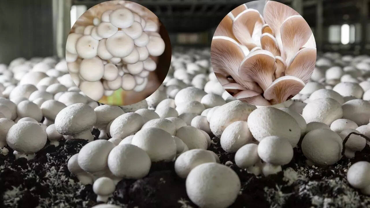 How To Cultivate Mushroom At Home Learn Farming Process Step By Step 115593185 