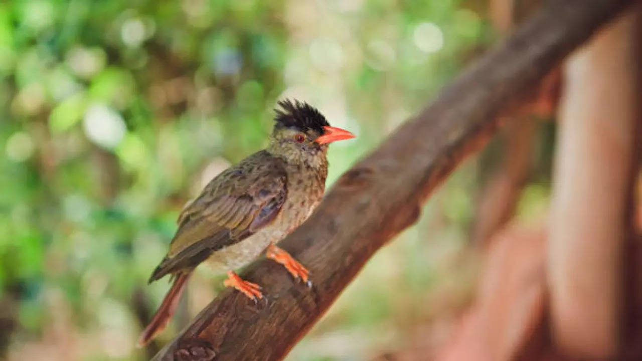 Seychelles warbler