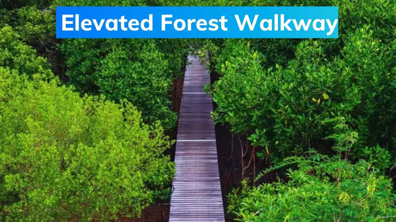 Elevated Forest Walkway