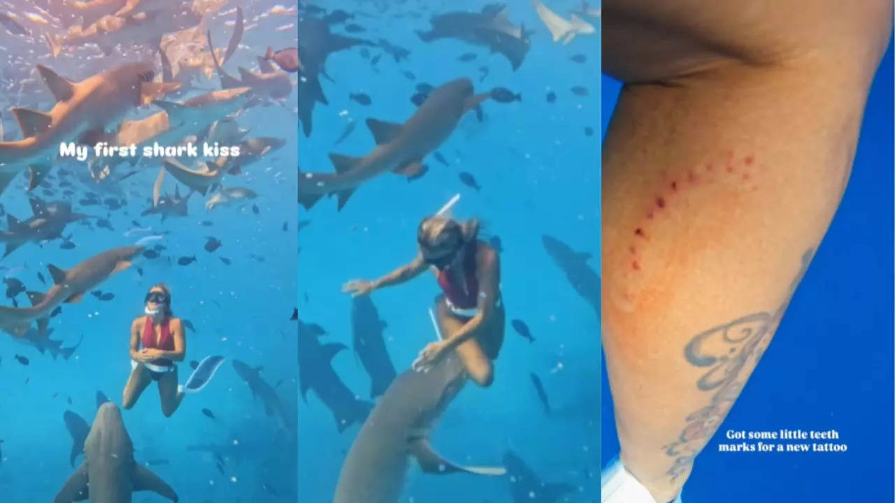 Shark Attack On Scuba Diver