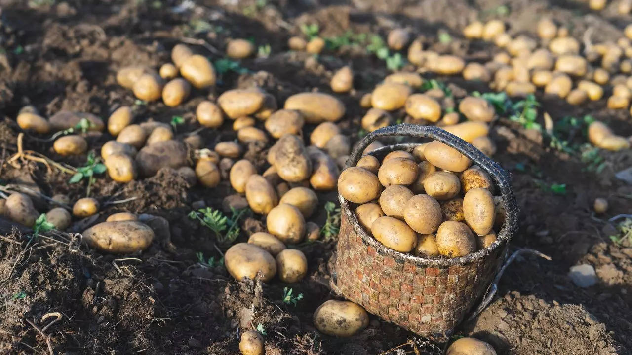 West Bengal Potato News