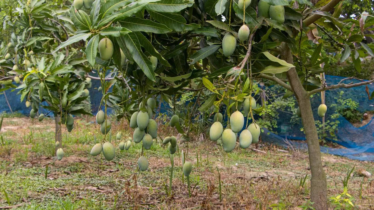 Mango Farming