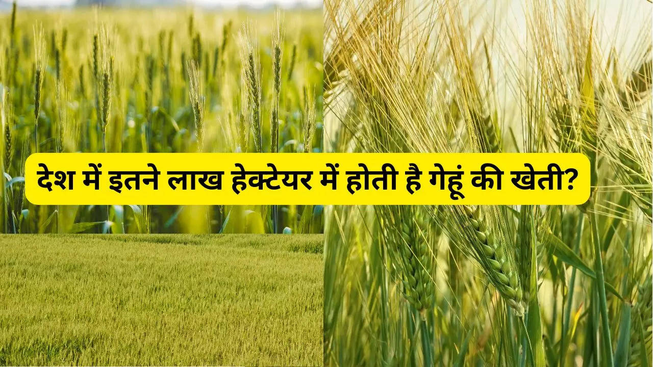 Wheat cultivation, Wheat sowing area, oilseed area, rabi crop